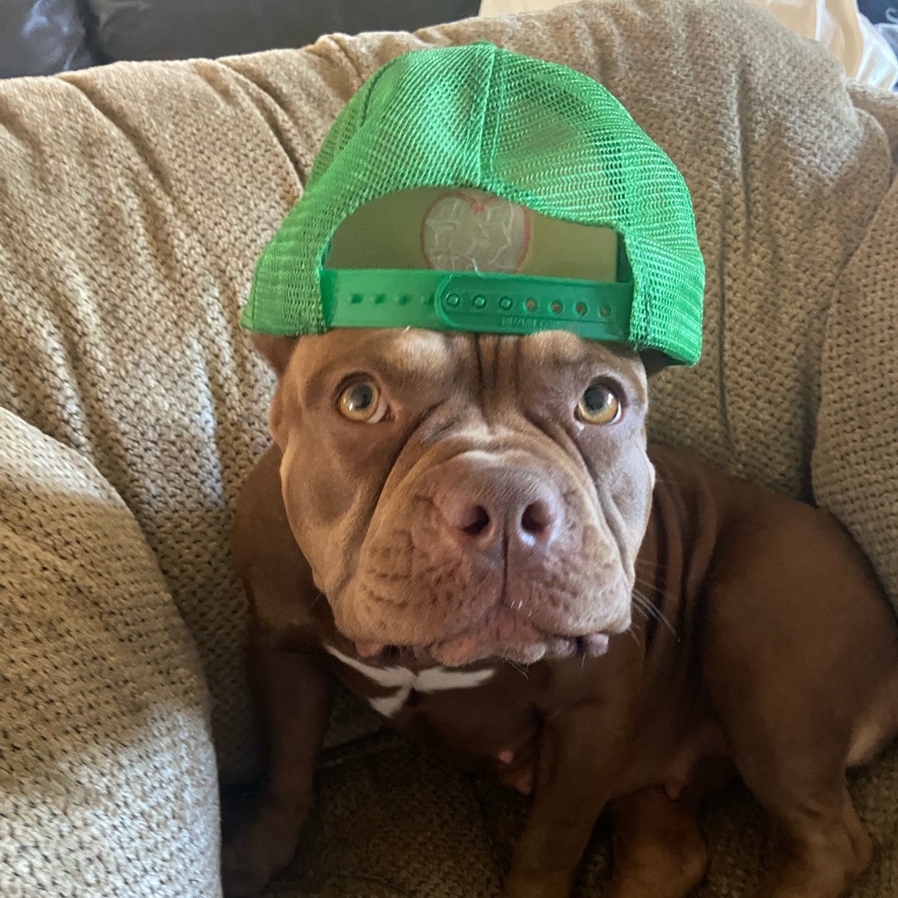 Meet your Posher, Noah